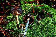 Psilocybe baeocystis-4.gif
